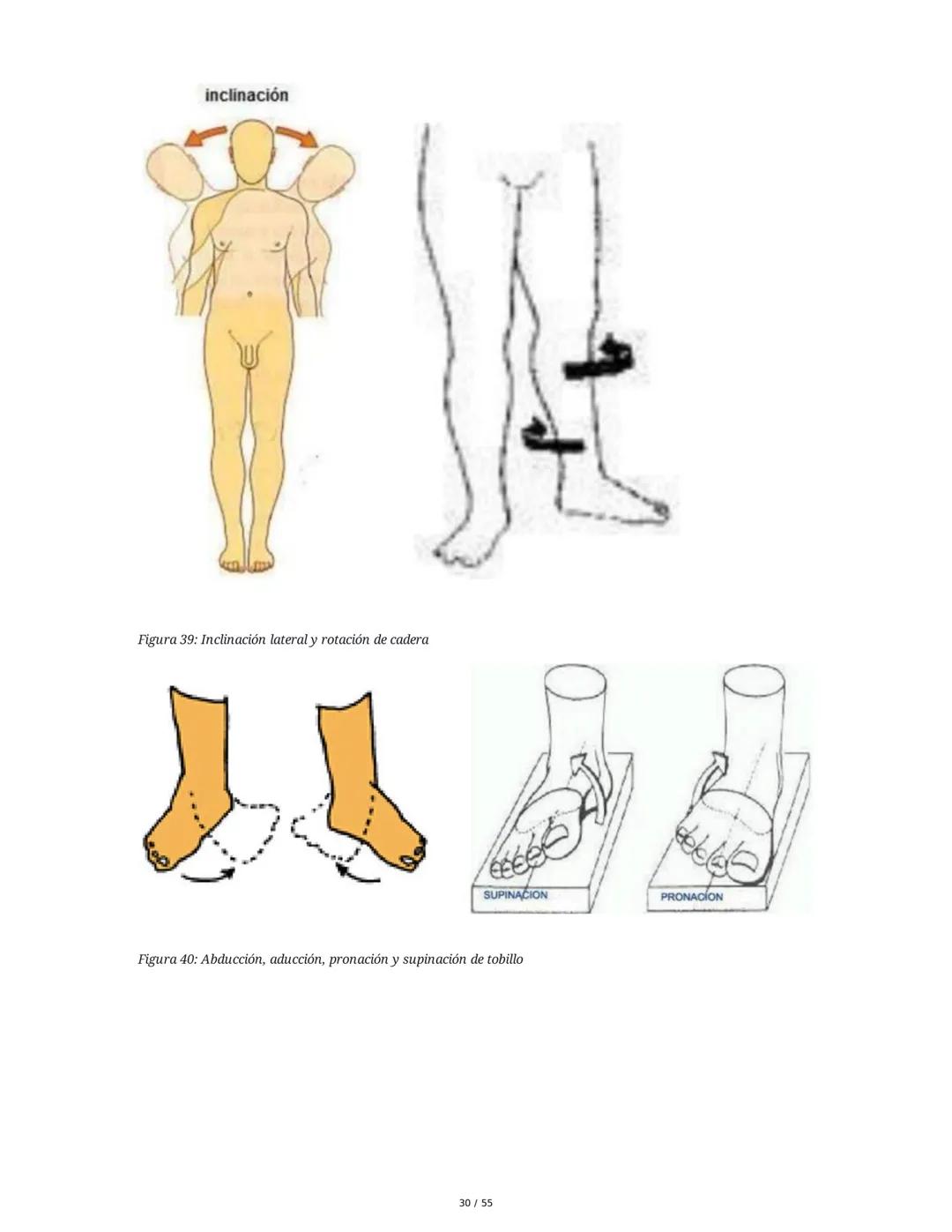 Anatomía Funcional - Resumen Integral
1. Introducción y Generalidades
El estudio de la anatomía funcional es fundamental para comprender la