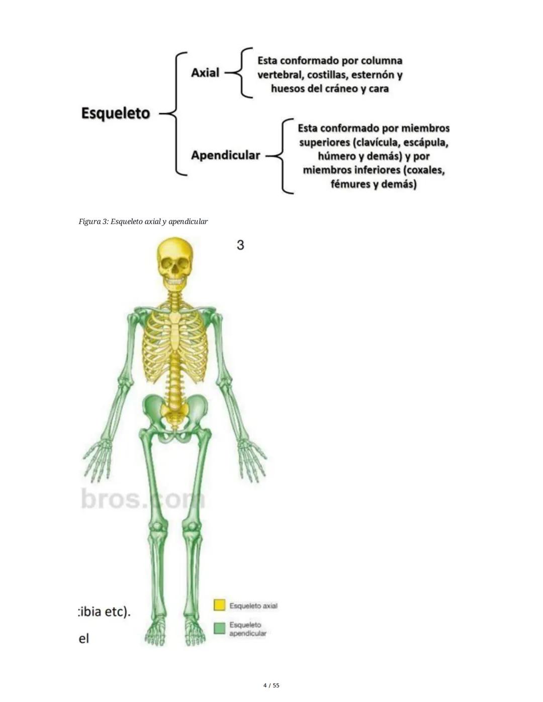 Anatomía Funcional - Resumen Integral
1. Introducción y Generalidades
El estudio de la anatomía funcional es fundamental para comprender la