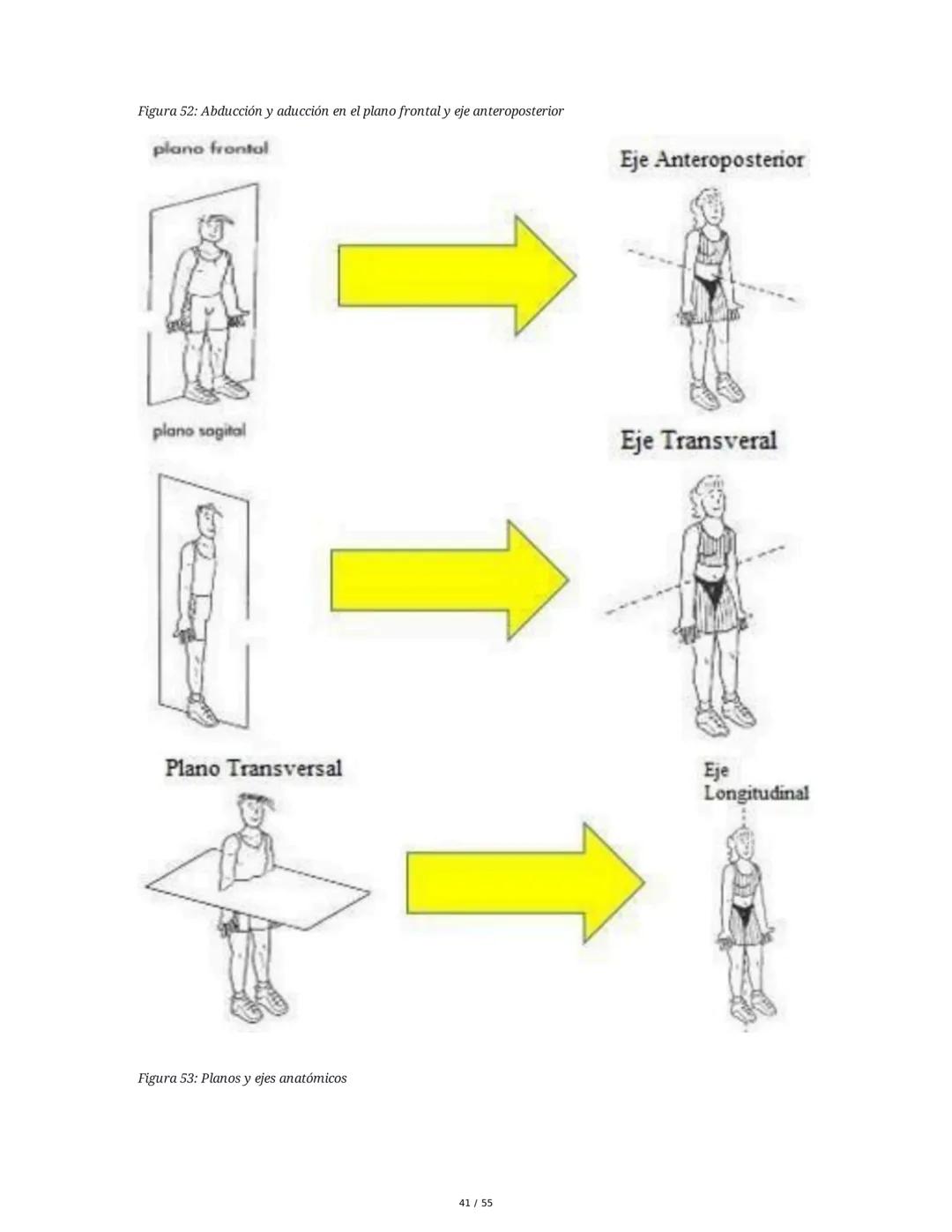 Anatomía Funcional - Resumen Integral
1. Introducción y Generalidades
El estudio de la anatomía funcional es fundamental para comprender la