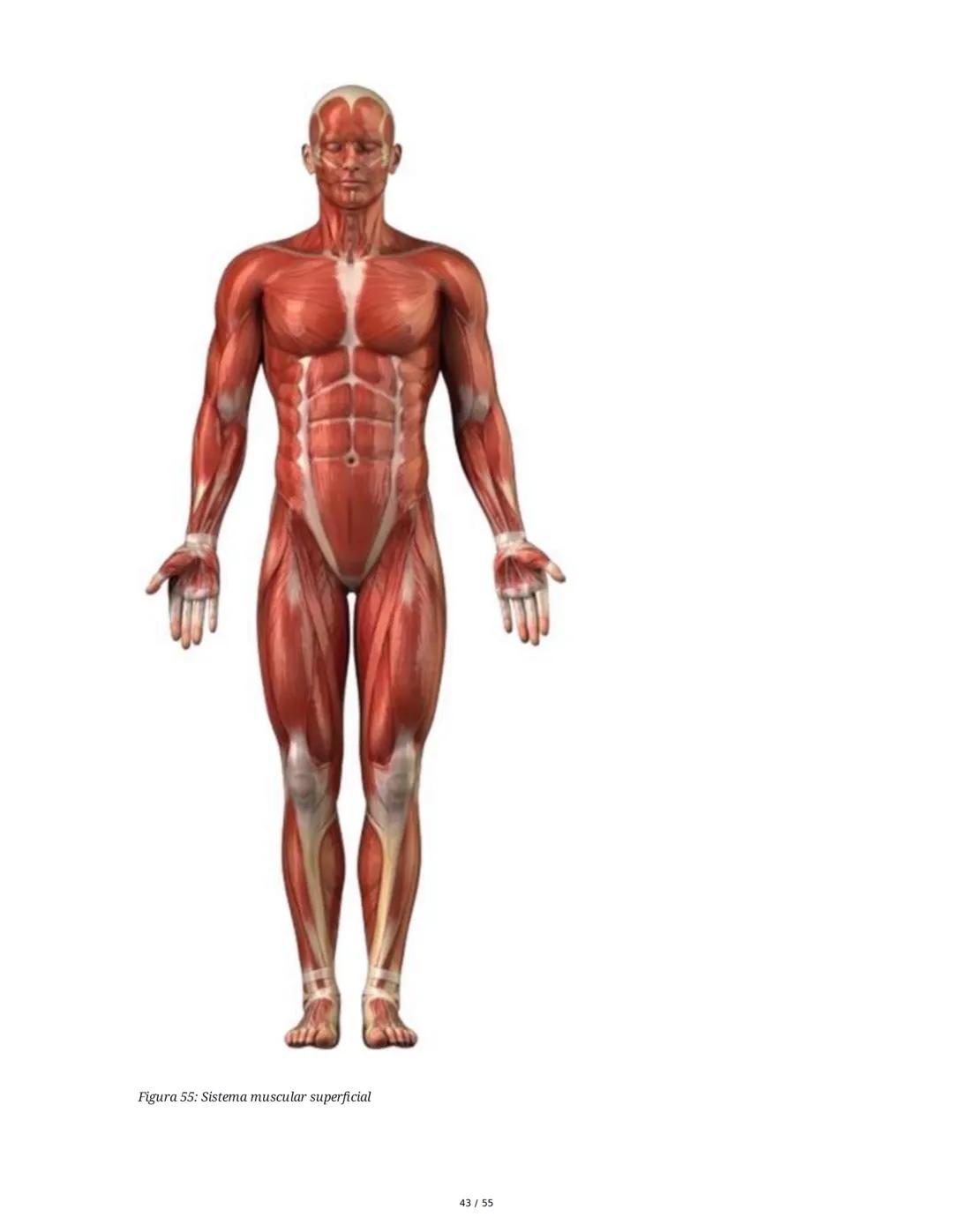 Anatomía Funcional - Resumen Integral
1. Introducción y Generalidades
El estudio de la anatomía funcional es fundamental para comprender la