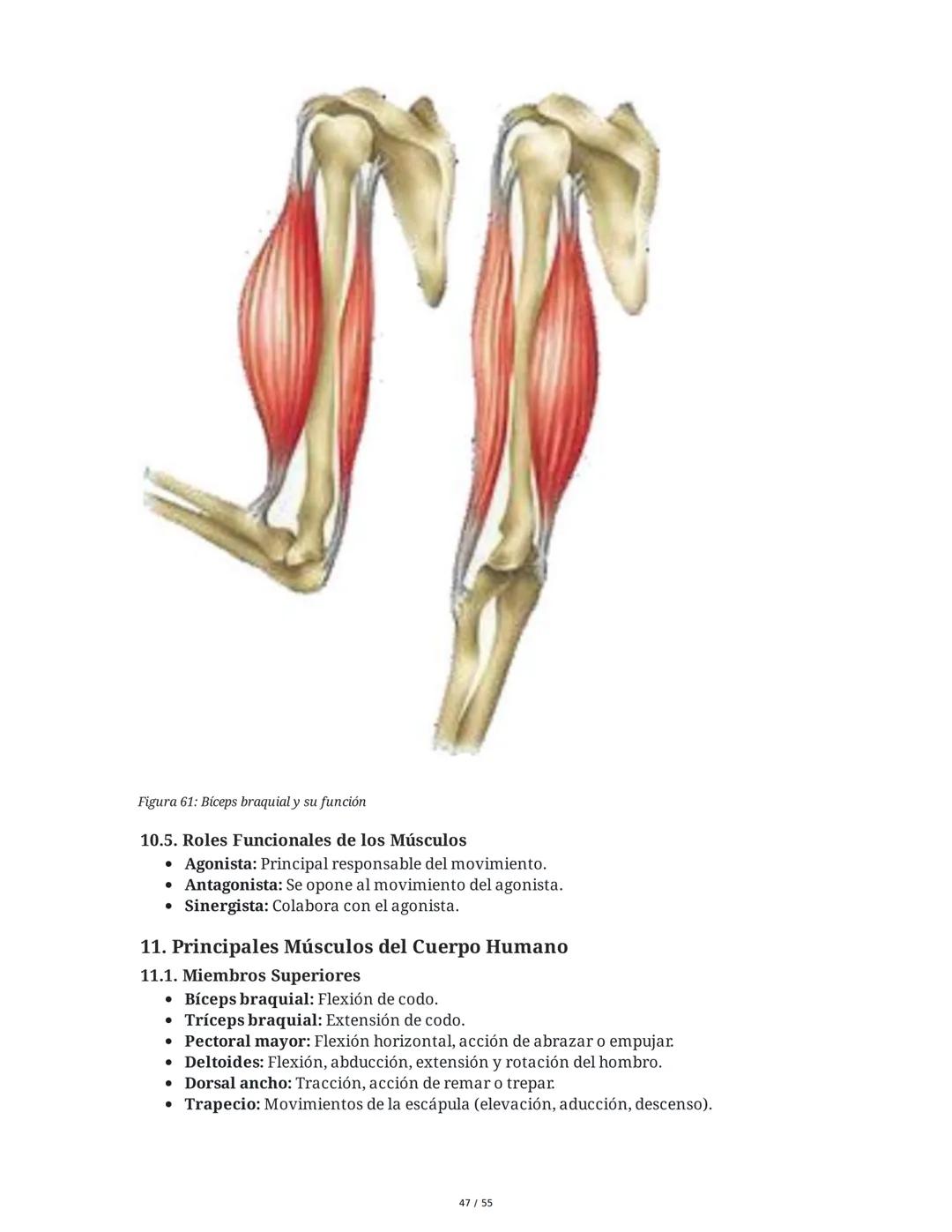 Anatomía Funcional - Resumen Integral
1. Introducción y Generalidades
El estudio de la anatomía funcional es fundamental para comprender la