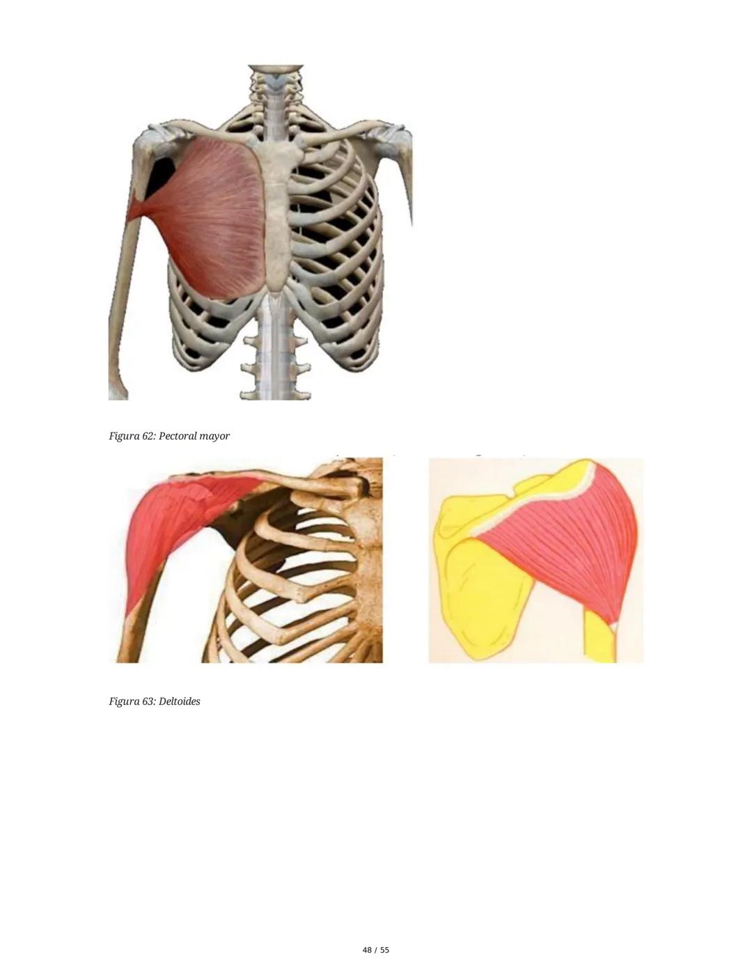 Anatomía Funcional - Resumen Integral
1. Introducción y Generalidades
El estudio de la anatomía funcional es fundamental para comprender la