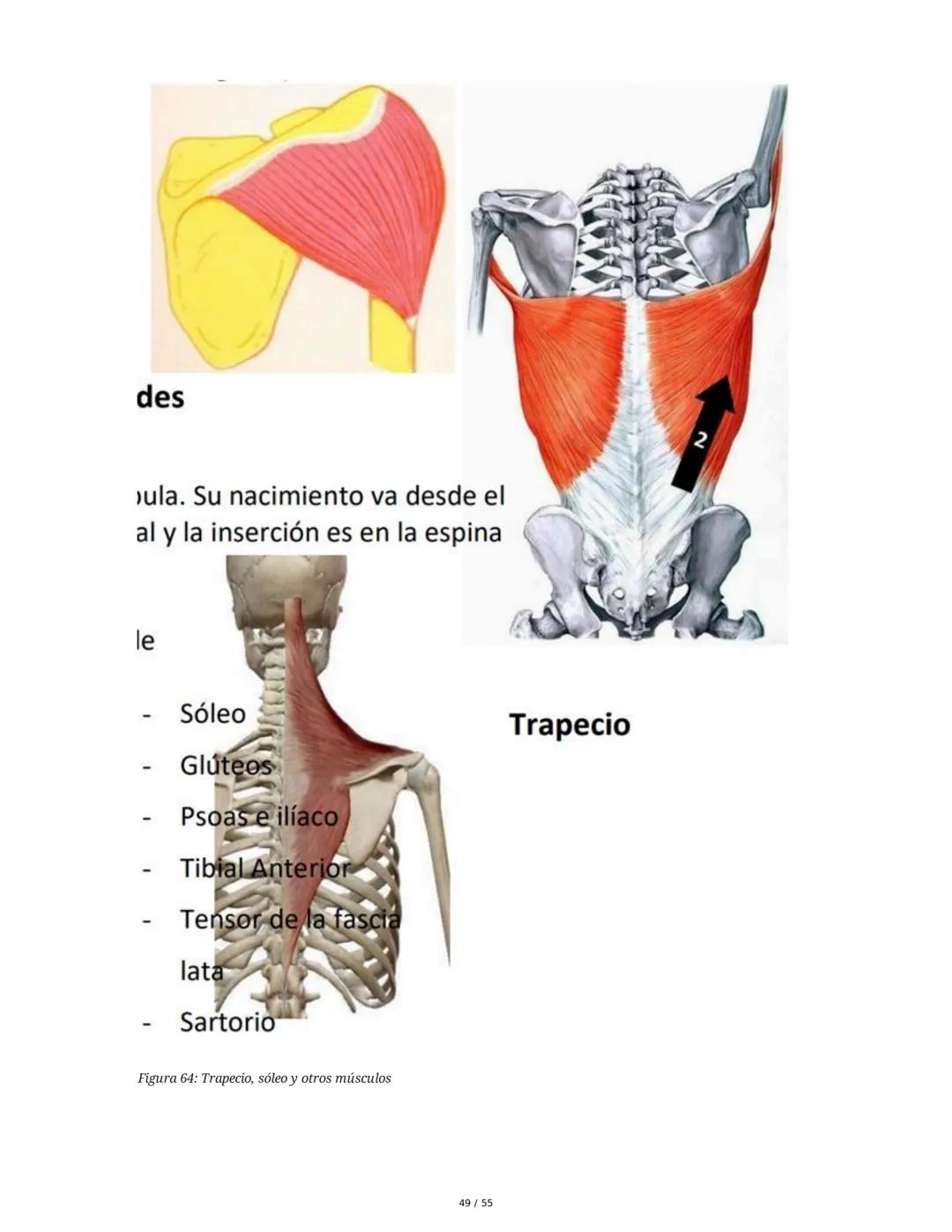 Anatomía Funcional - Resumen Integral
1. Introducción y Generalidades
El estudio de la anatomía funcional es fundamental para comprender la