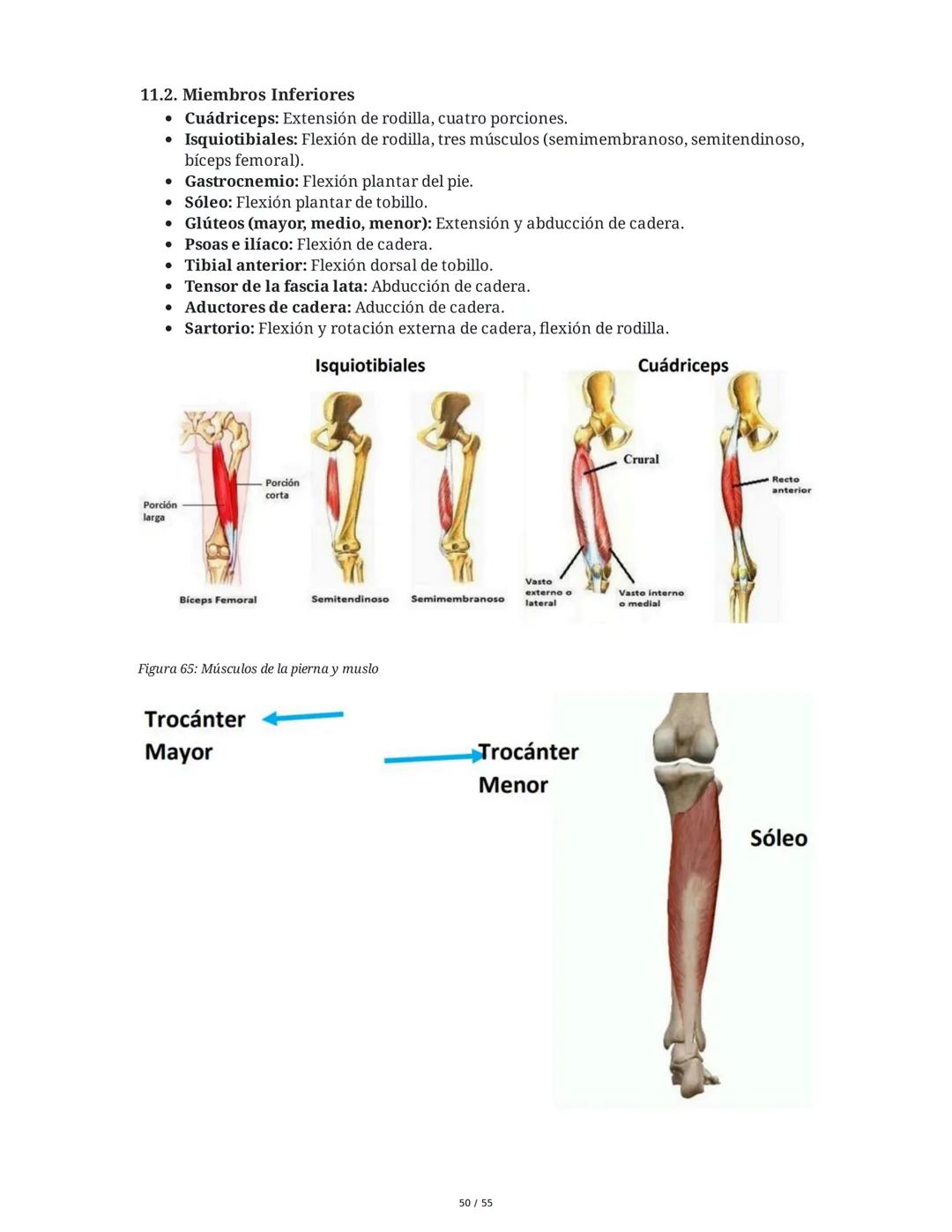 Anatomía Funcional - Resumen Integral
1. Introducción y Generalidades
El estudio de la anatomía funcional es fundamental para comprender la