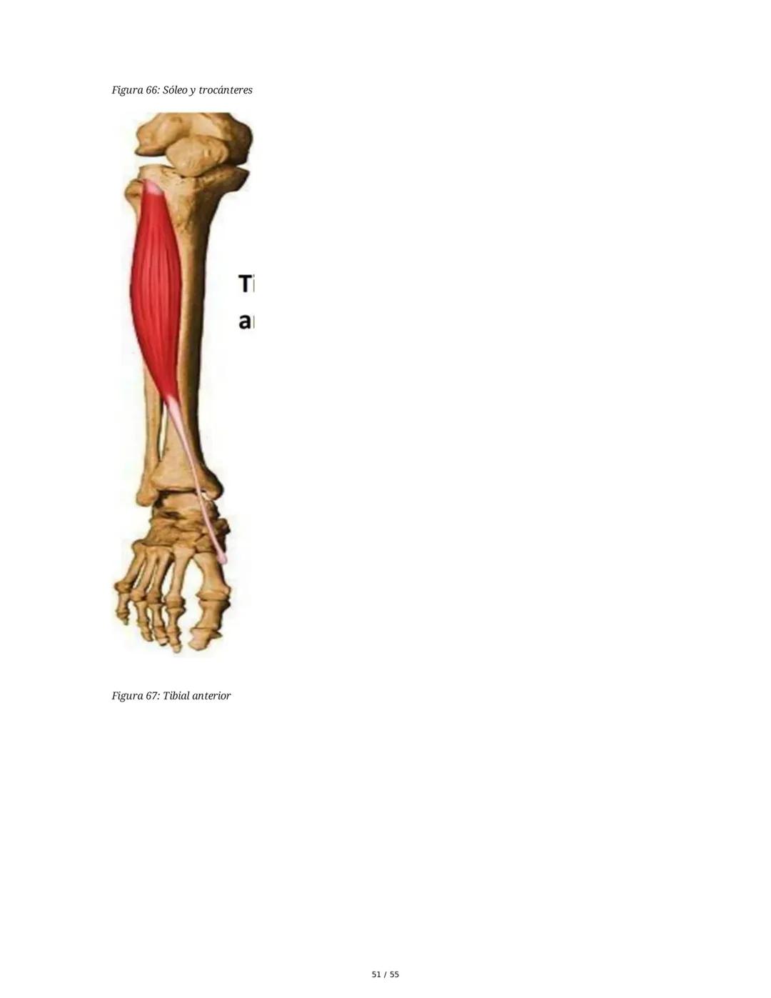 Anatomía Funcional - Resumen Integral
1. Introducción y Generalidades
El estudio de la anatomía funcional es fundamental para comprender la