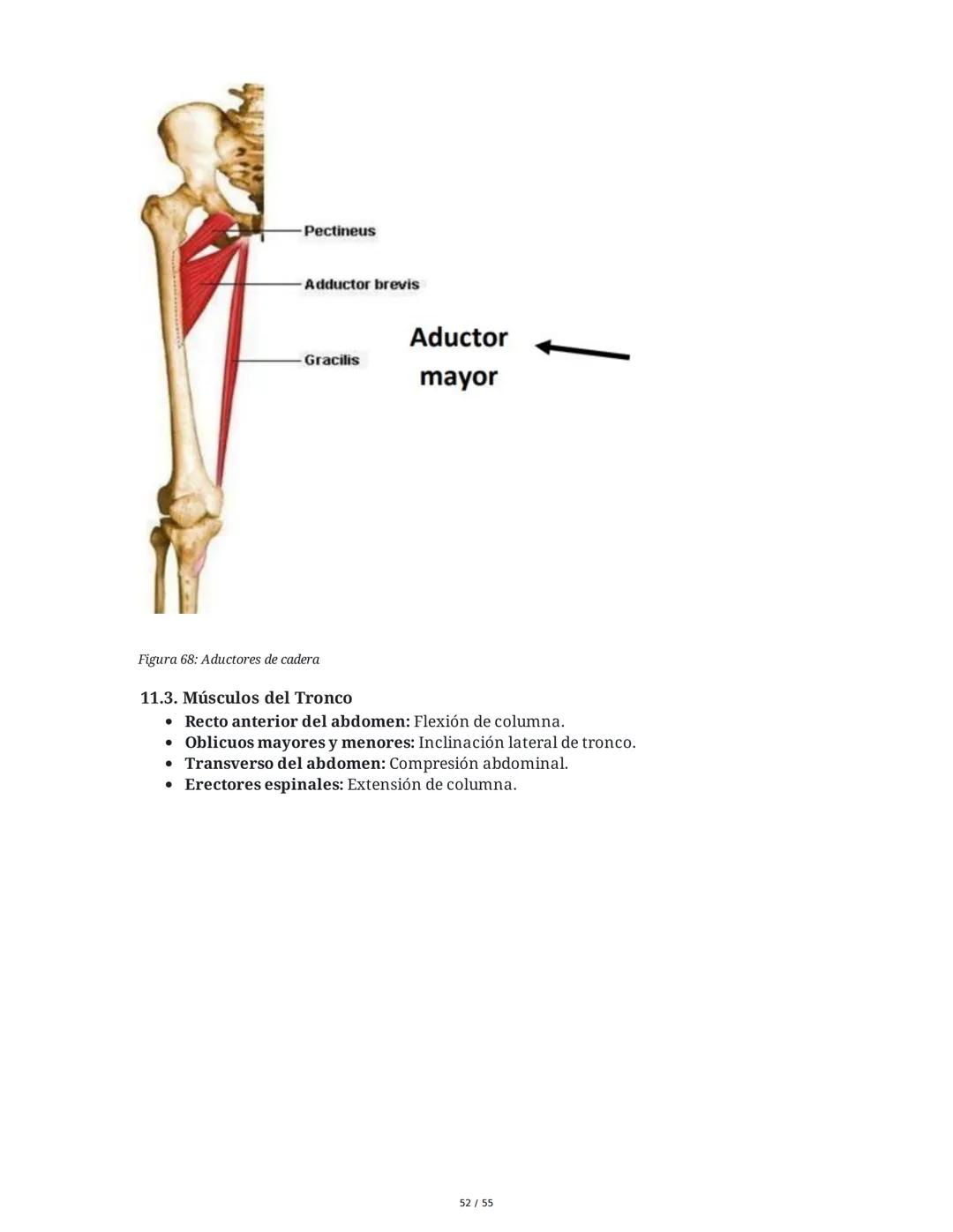 Anatomía Funcional - Resumen Integral
1. Introducción y Generalidades
El estudio de la anatomía funcional es fundamental para comprender la