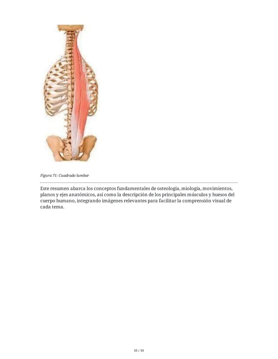 Anatomía Funcional - Resumen Integral
1. Introducción y Generalidades
El estudio de la anatomía funcional es fundamental para comprender la