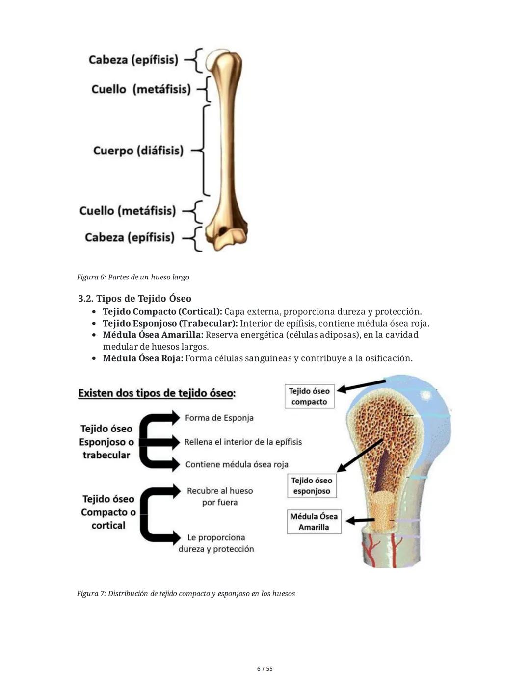 Anatomía Funcional - Resumen Integral
1. Introducción y Generalidades
El estudio de la anatomía funcional es fundamental para comprender la