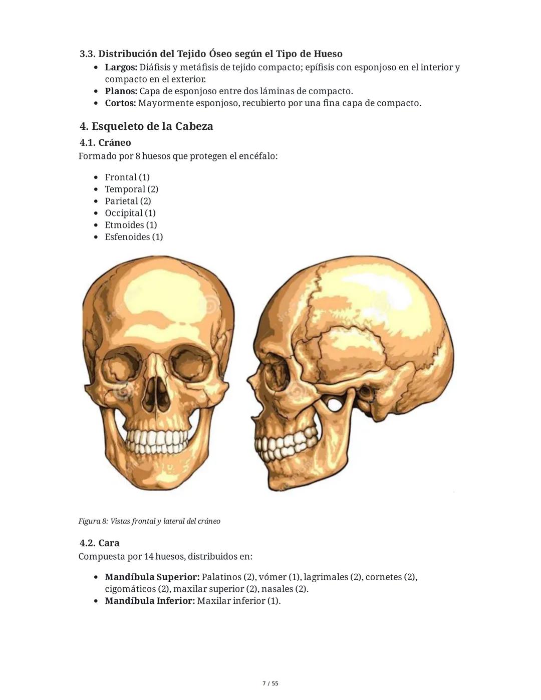 Anatomía Funcional - Resumen Integral
1. Introducción y Generalidades
El estudio de la anatomía funcional es fundamental para comprender la