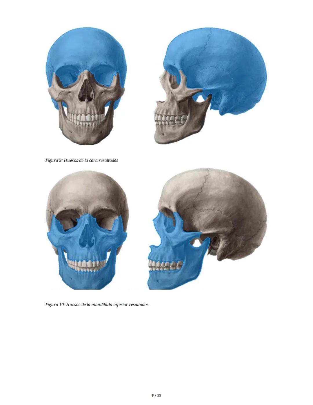 Anatomía Funcional - Resumen Integral
1. Introducción y Generalidades
El estudio de la anatomía funcional es fundamental para comprender la