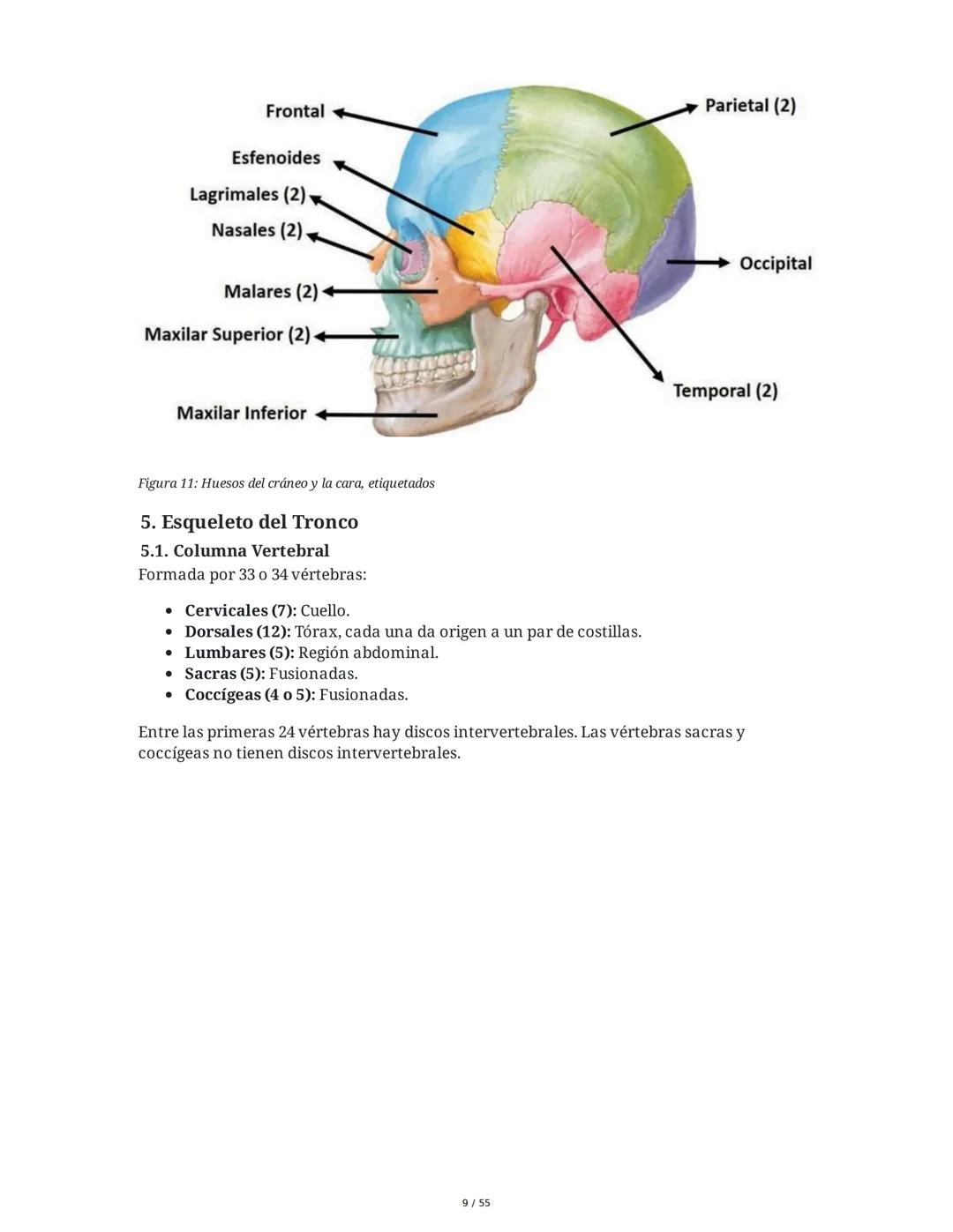 Anatomía Funcional - Resumen Integral
1. Introducción y Generalidades
El estudio de la anatomía funcional es fundamental para comprender la